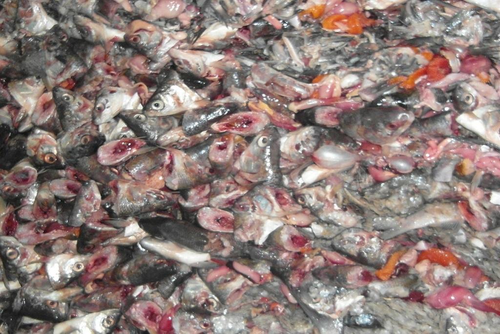 Отходы, полученные при переработке рыбы